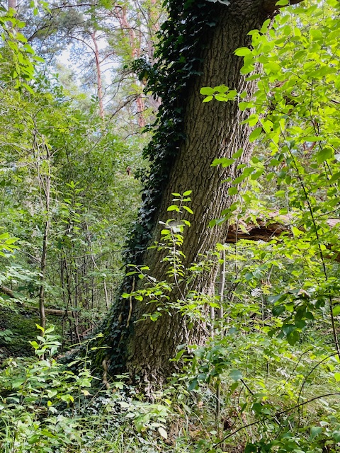 Wir sind mehr Baum als Beton