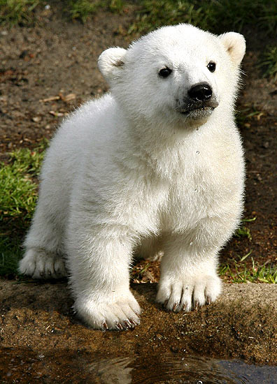 2. Oso polar del Artico (Ursus maritimus)