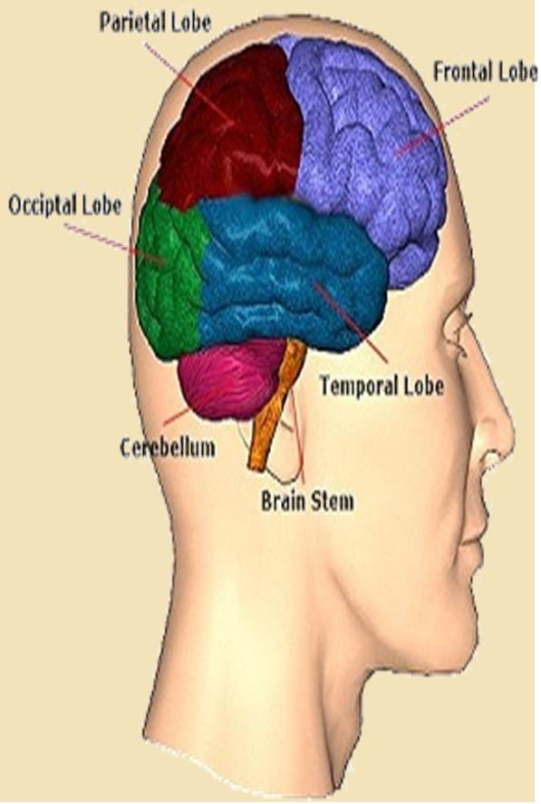 Neurobiologie & Psychologie helfen Notsituationen besser zu meistern.