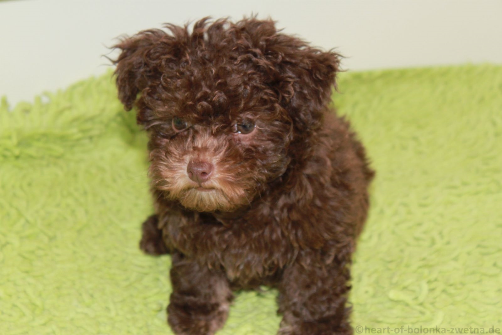 Kleiner Brauner Hund Mit Locken