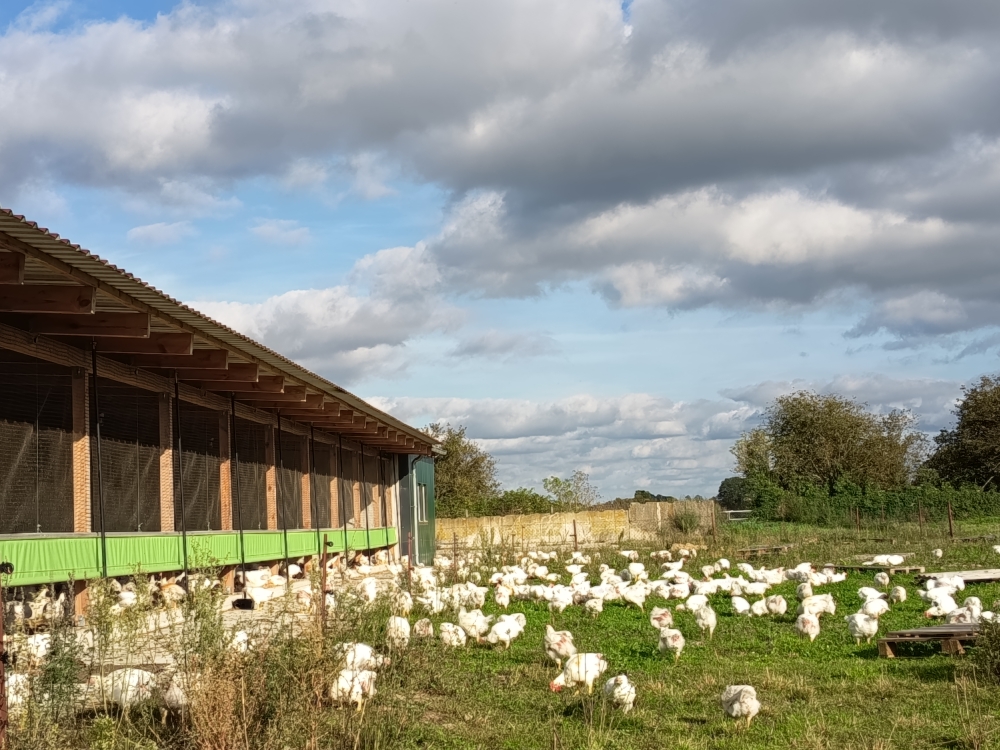 Glückliche Hähnchen die ihre natürlichen Bedürfnisse auf 2 Hektar ausleben dürfen 
