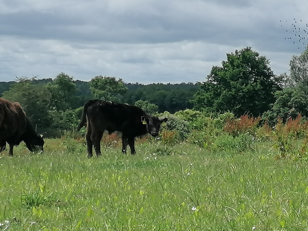 Herdbuch biozertifizierte Galloway Absetzer
