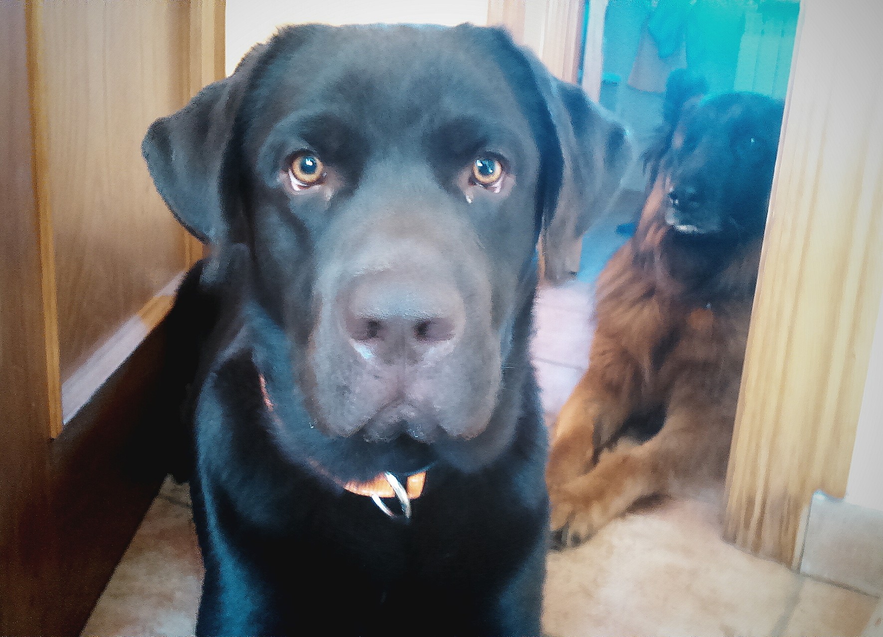 TOBIAS NUESTRO ETERNO CACHORRO