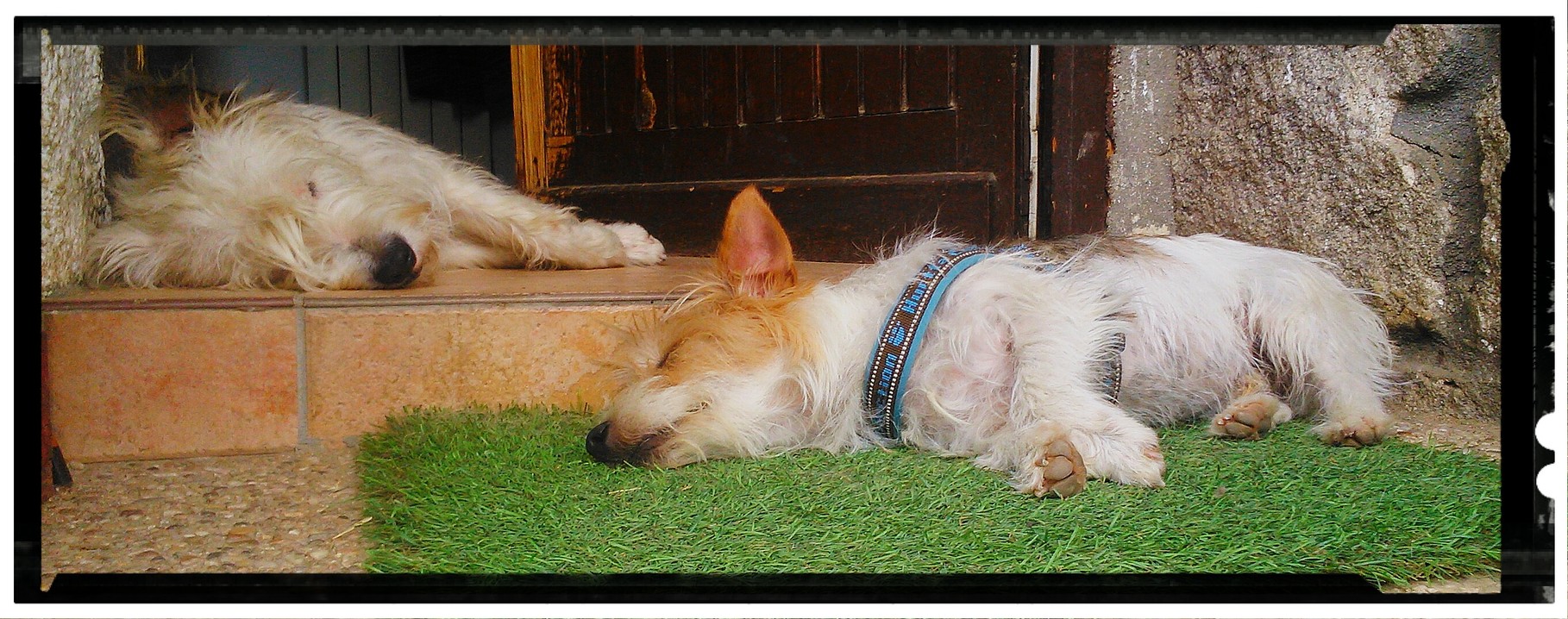BINGO Y RODOLFO EN LA HORA DE LA SIESTA 