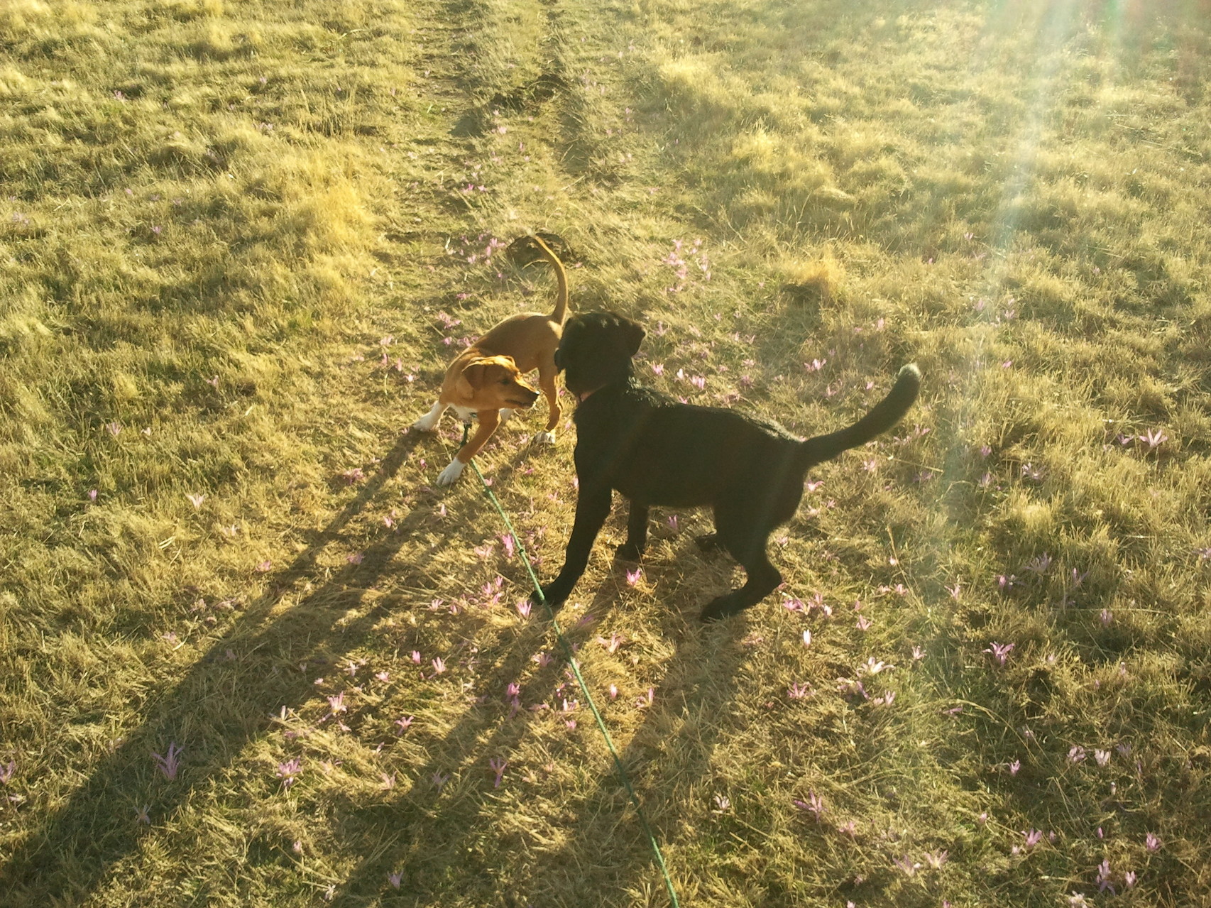 LUCKY Y LIA JUGANDO EN EL PASEO 