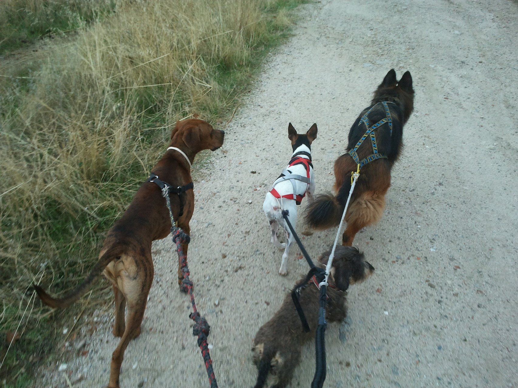 NEO, FICHA, FLOR Y CUERDA