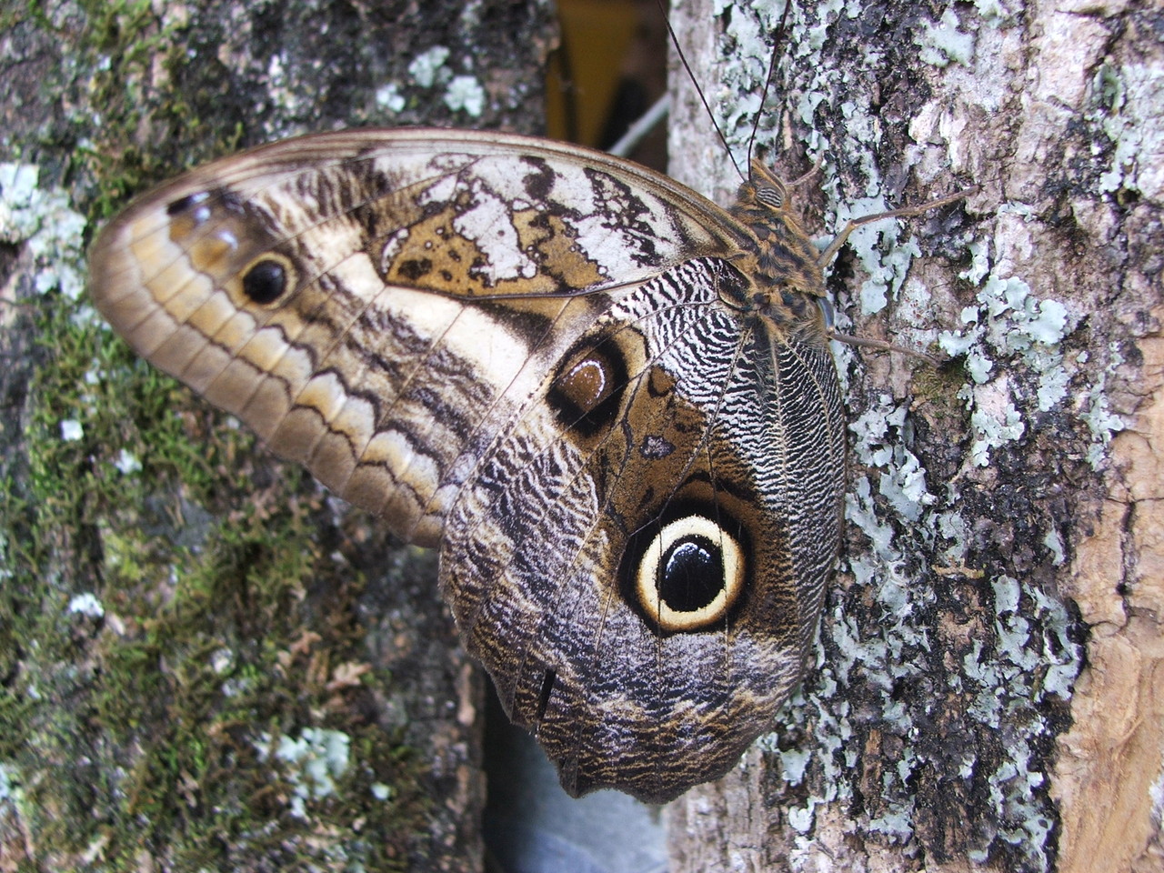 Buho (Caligo oileus scamander). 
