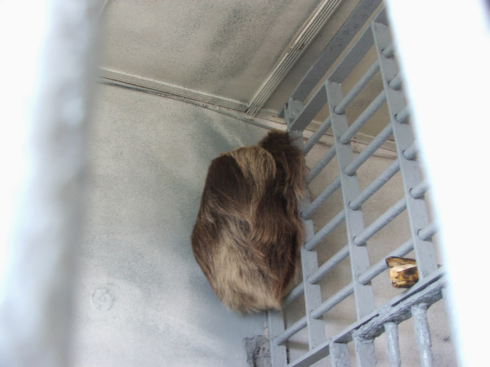 2/04/2010. Rescate de fauna incautada.  Nos informaron de éste oso perezoso que tenían en el pueblo "encarcelado" y fuimos a su rescate.