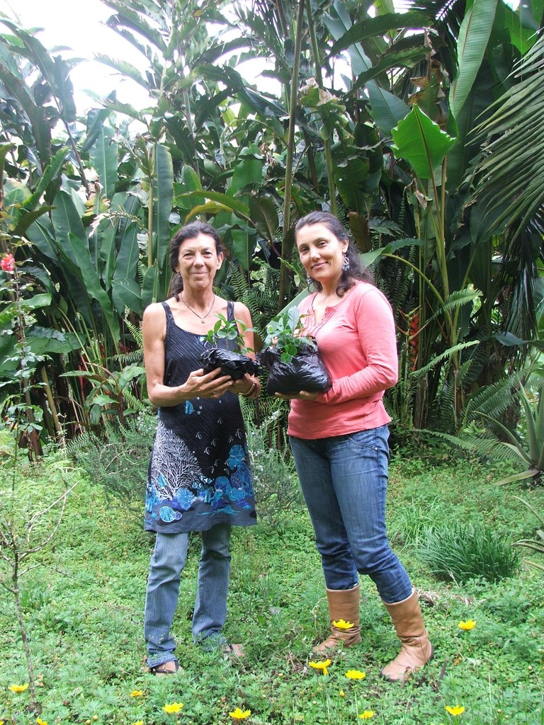Claudia Bedoya, en la vereda el Agrado de Salento, Quindio, donando matas de cafe arabigo. Tambien ha donado palmas de cera. 2013.