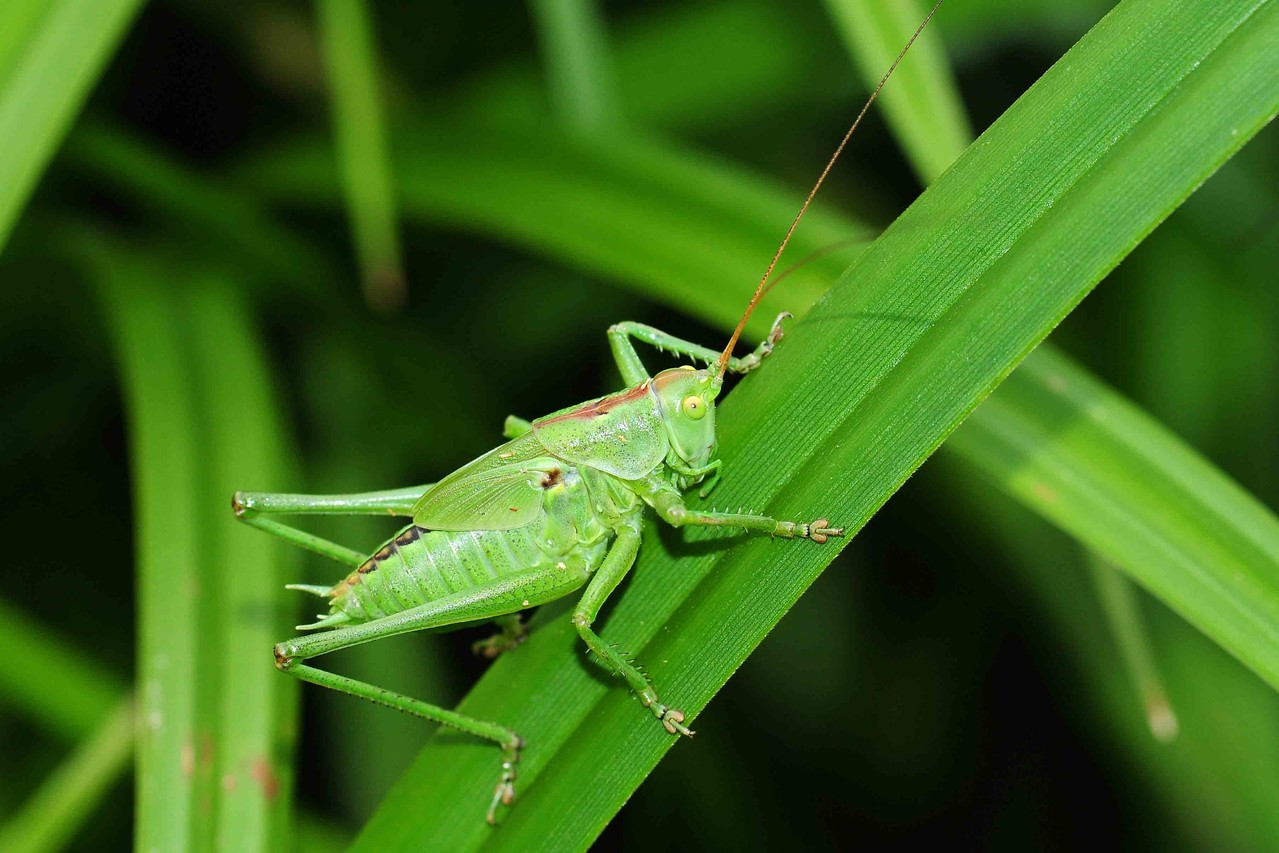 Tettigonia viridissima, Grünes Heupferd, Männchen