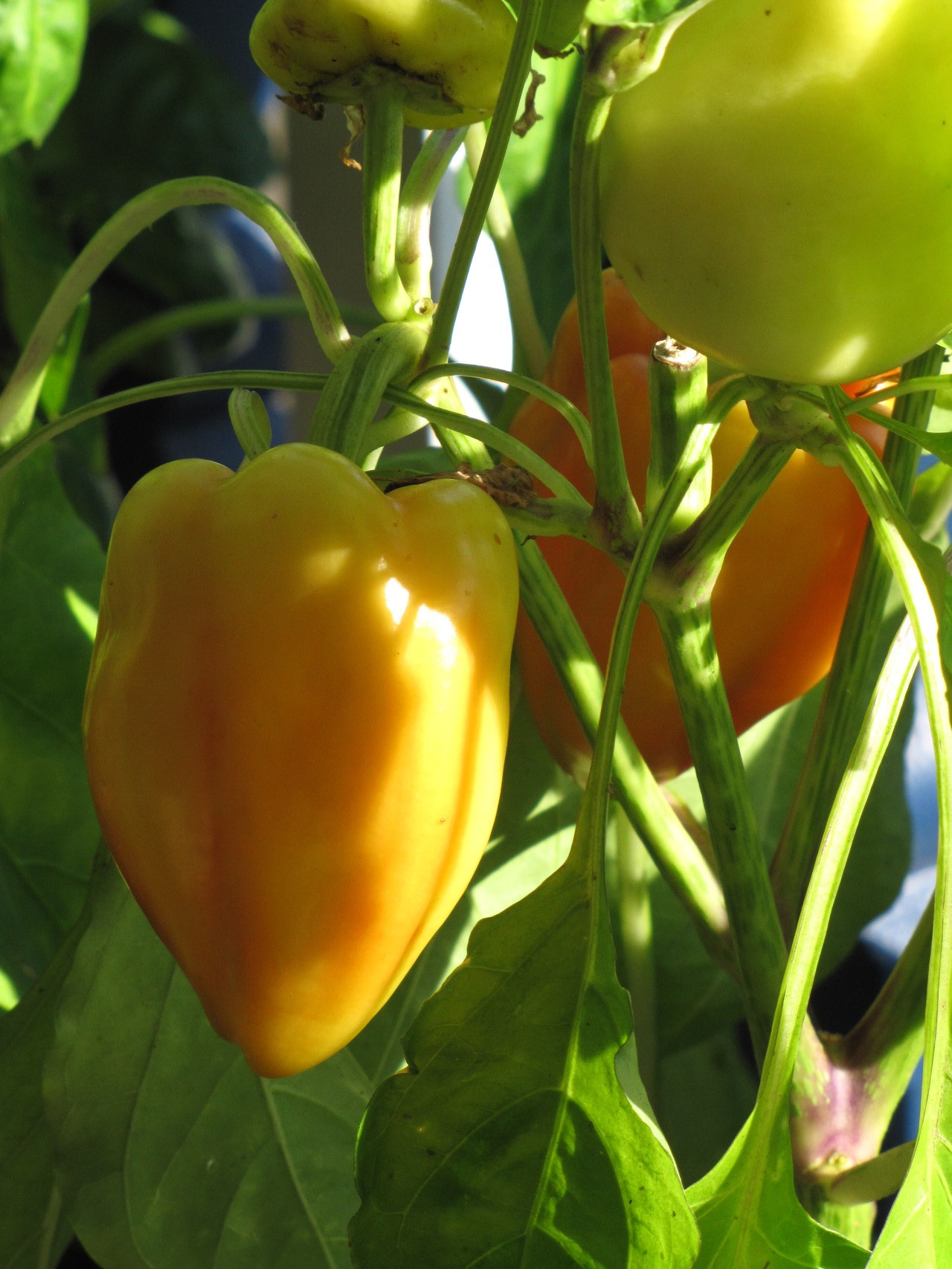 Paprika 'Feherözon'