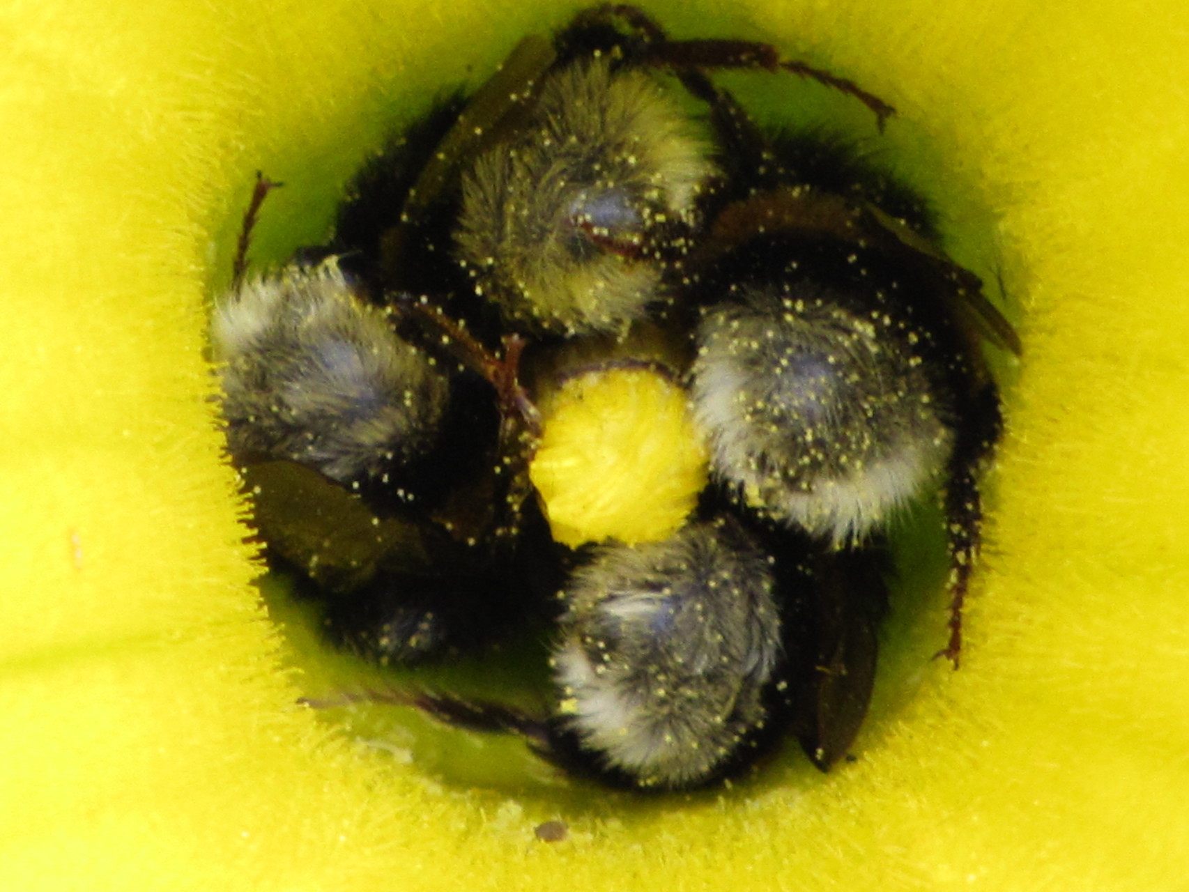 Hummeln in einer Kürbis-Blüte