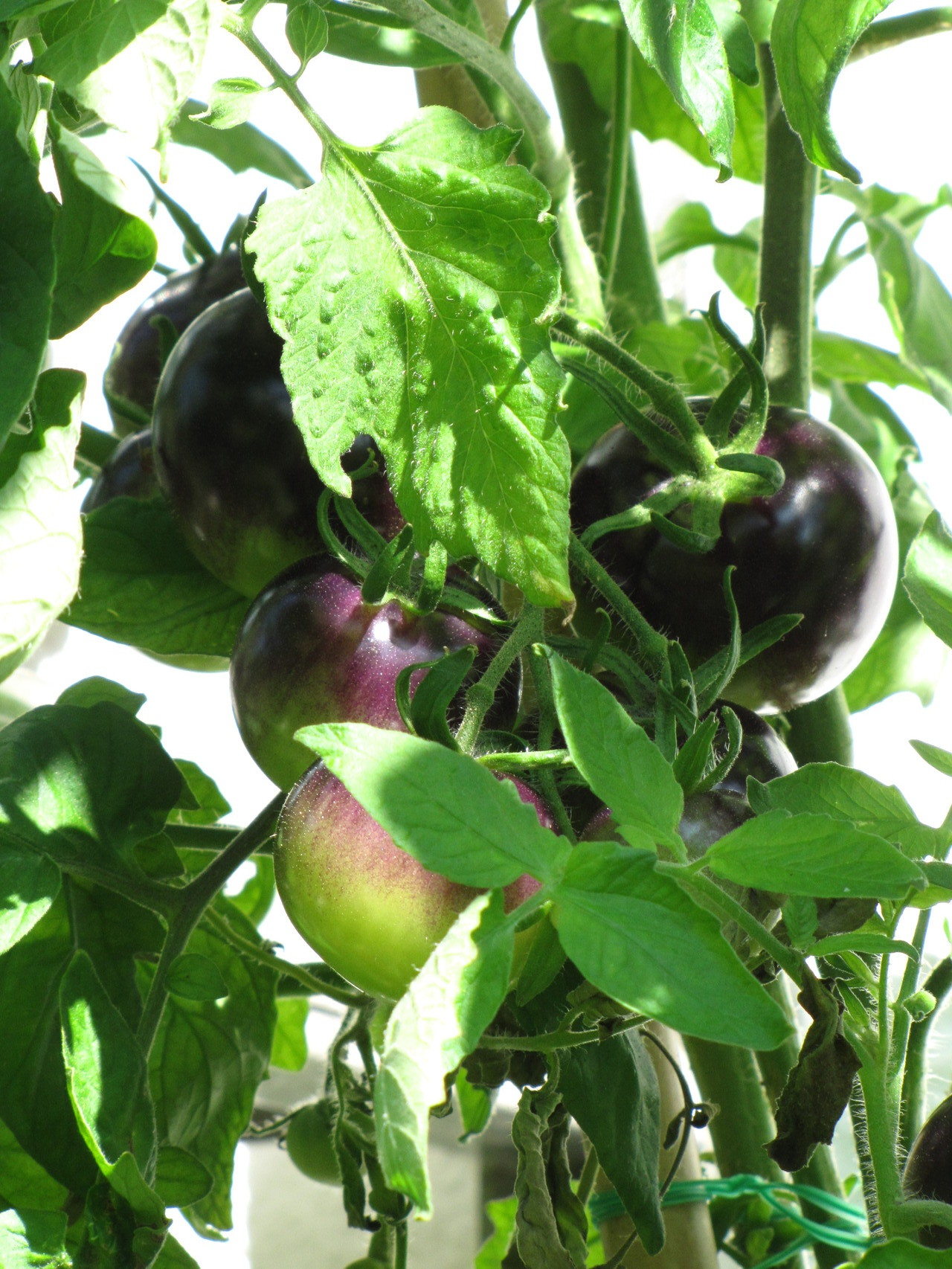 Tomate 'Azul de Arizona'