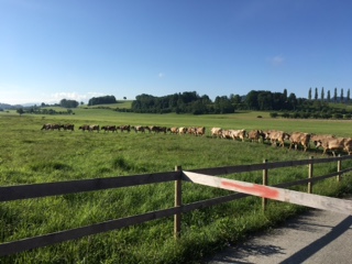 und ab gehts auf die Weide...