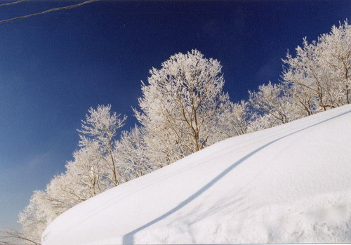 冬の華　山本山