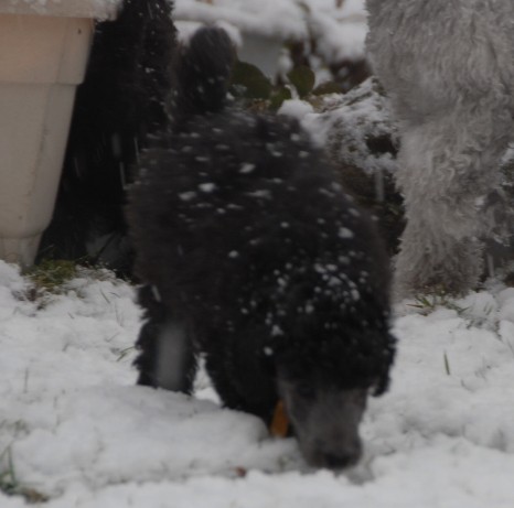 8 Wochen - Der erste Schnee