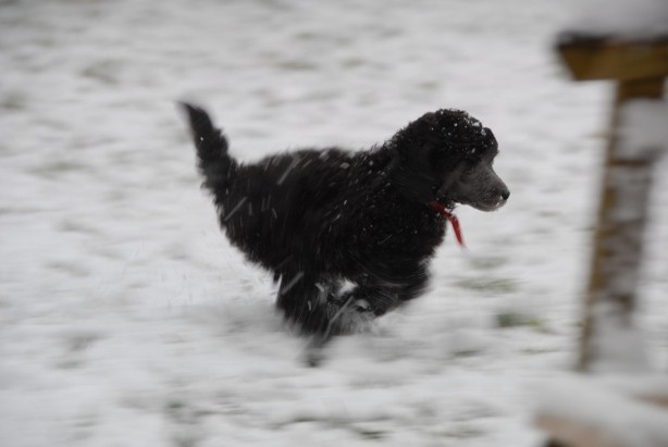 8 Wochen - Der erste Schnee