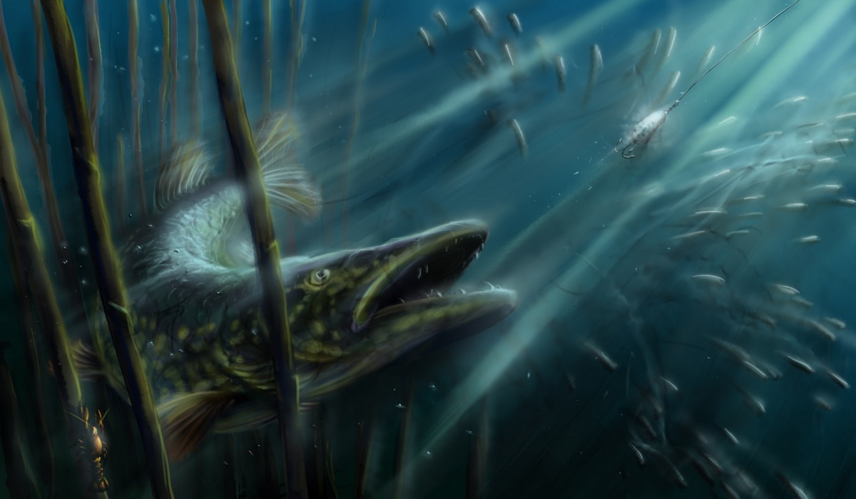 Pike