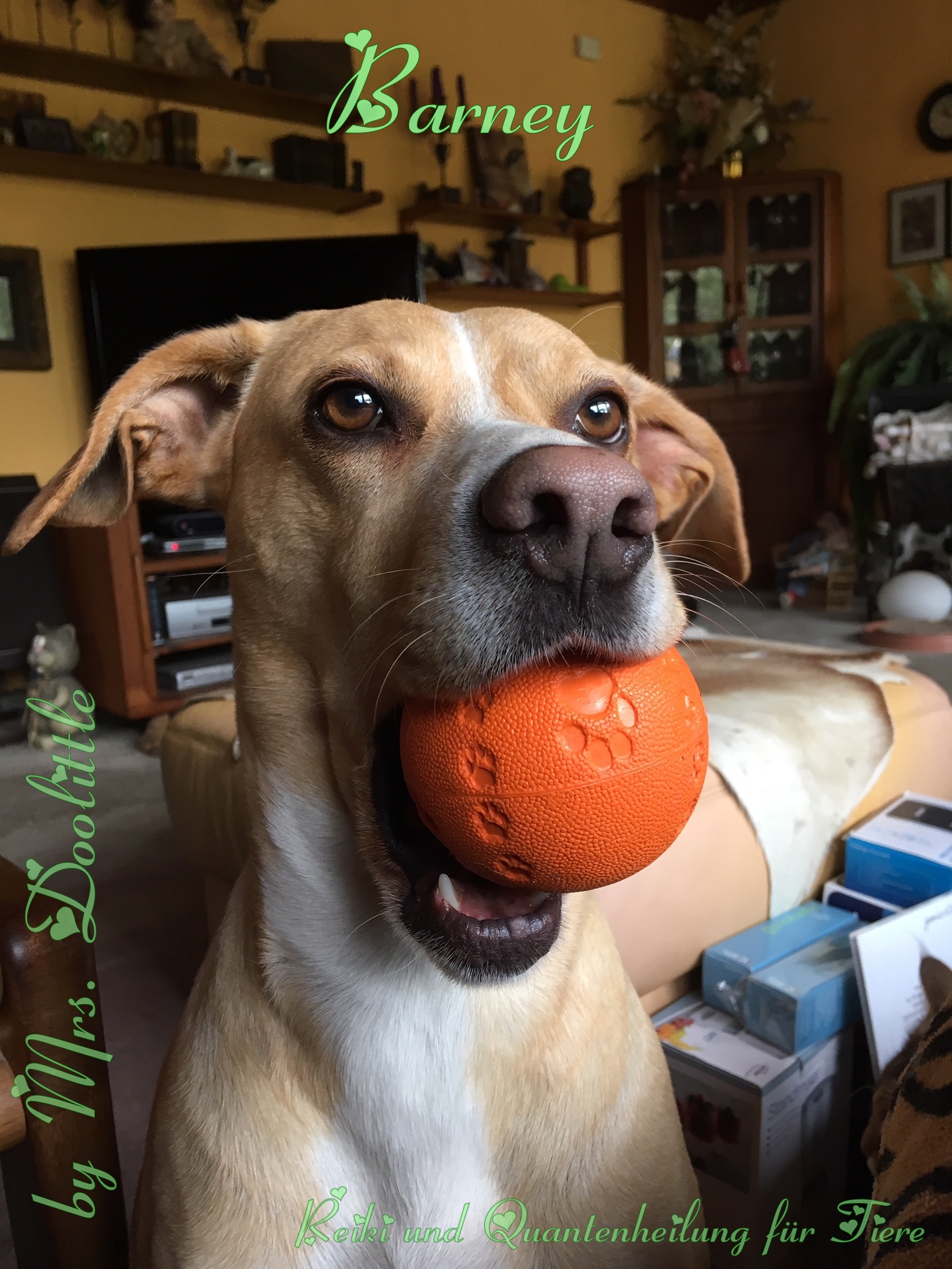 Barney mit seinem Lieblingsball