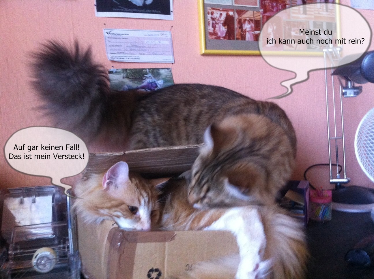 Lancelot und Apollo haben Schreibtisch und Karton geentert