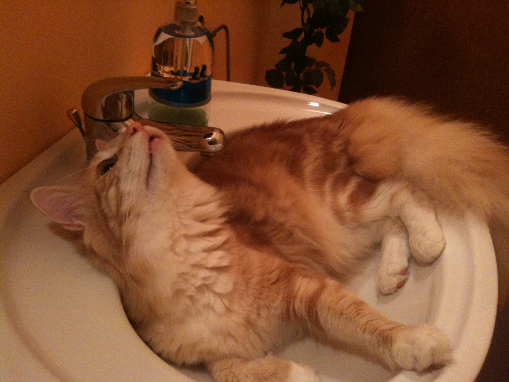 Lancelot im Waschbecken (* August 2010)