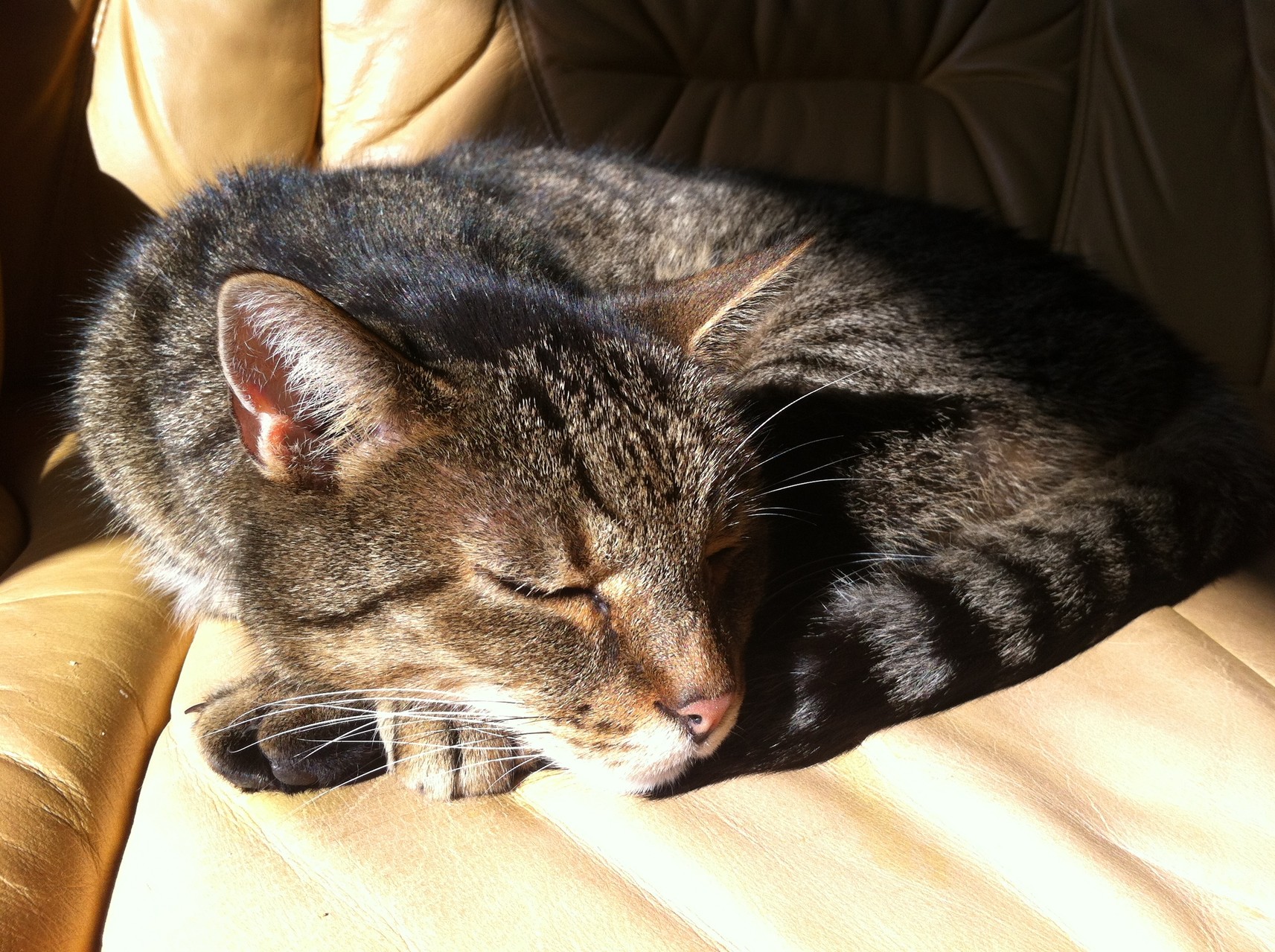 Dschingis schläft auf dem Sofa (* Sept. 2000, † Okt. 2018)