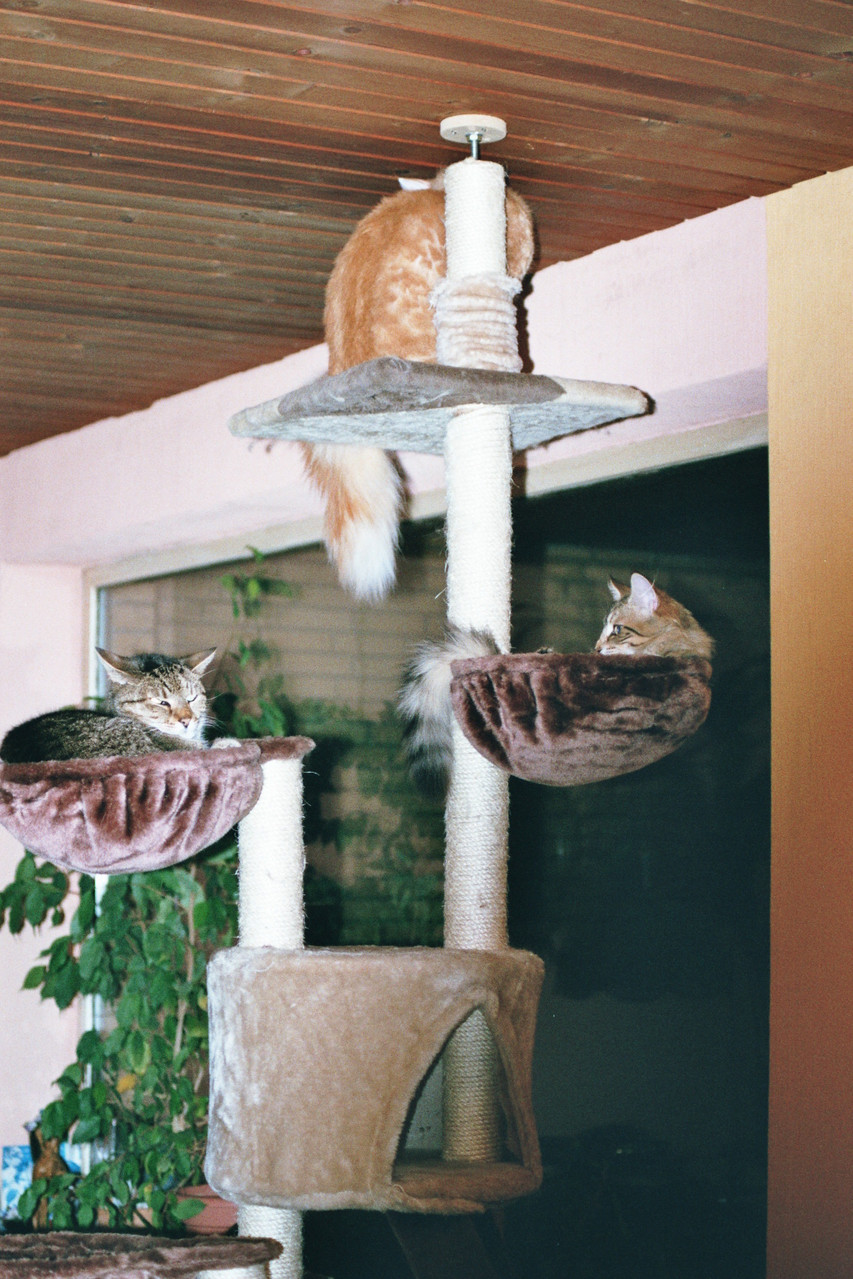 Katzenbaum