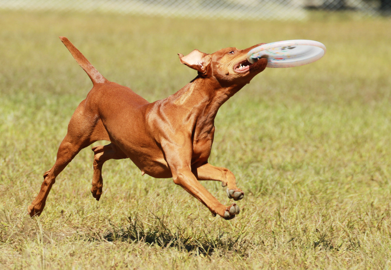 Disc dog Örökké Vizslas