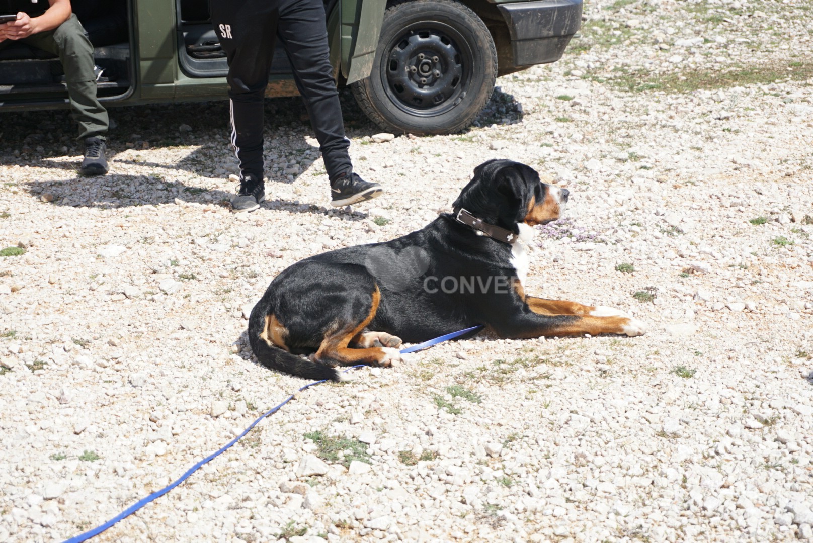 Fido leidet an Reiseübelkeit, der arme Kerl hat auch noch nen flotten Otto also pausieren bis sich der Kleine wieder erholt hat