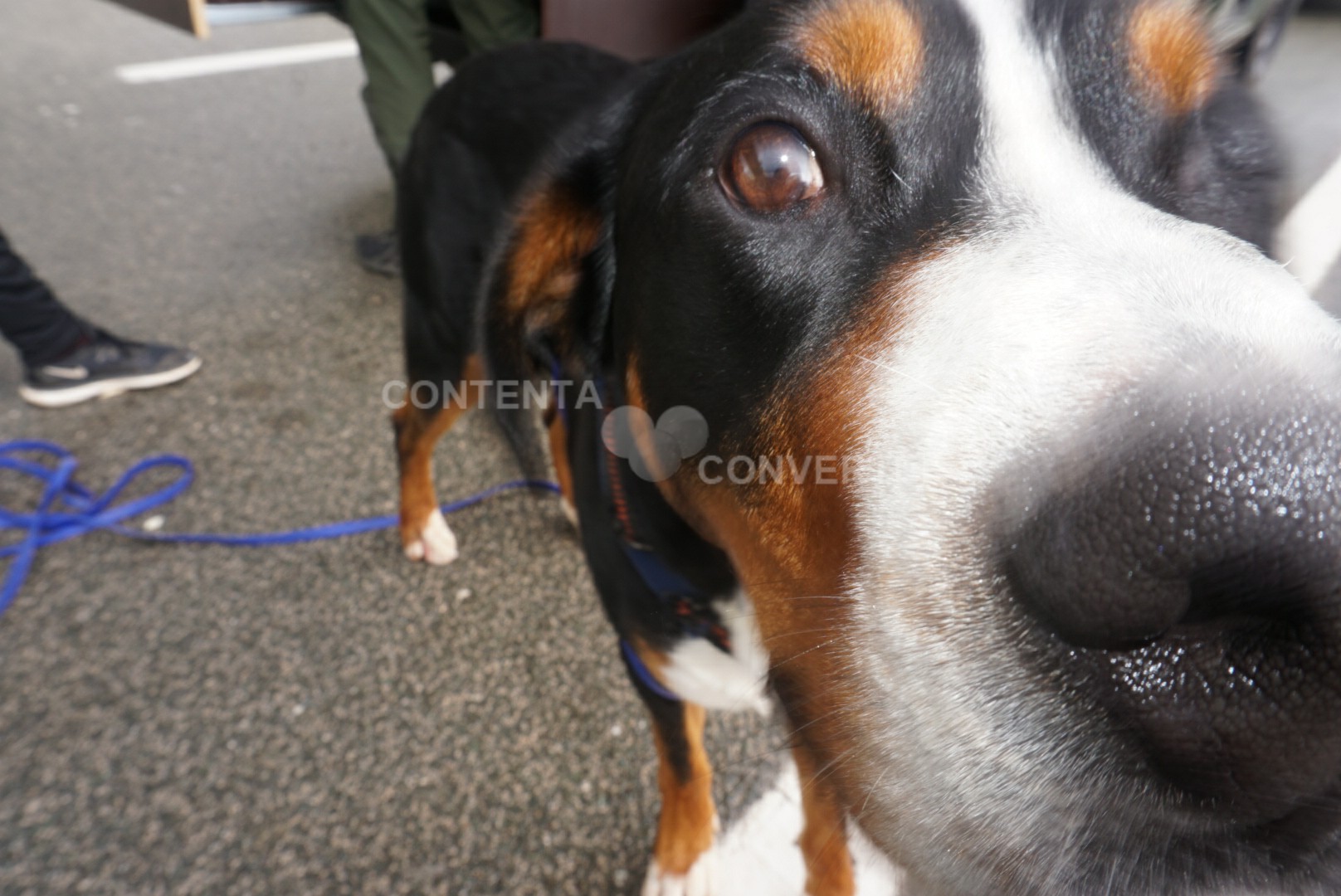 hallo ich bin Fido, und wer bist du?