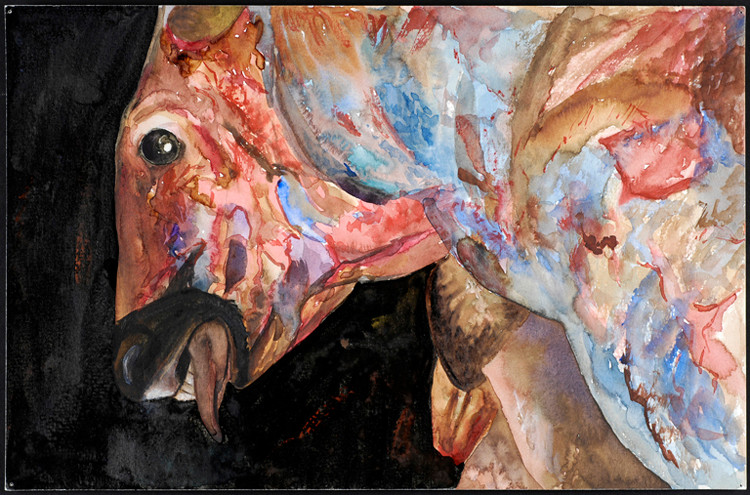 Toro desollado 2007, acuarela y tinta 23X35.5 cm
