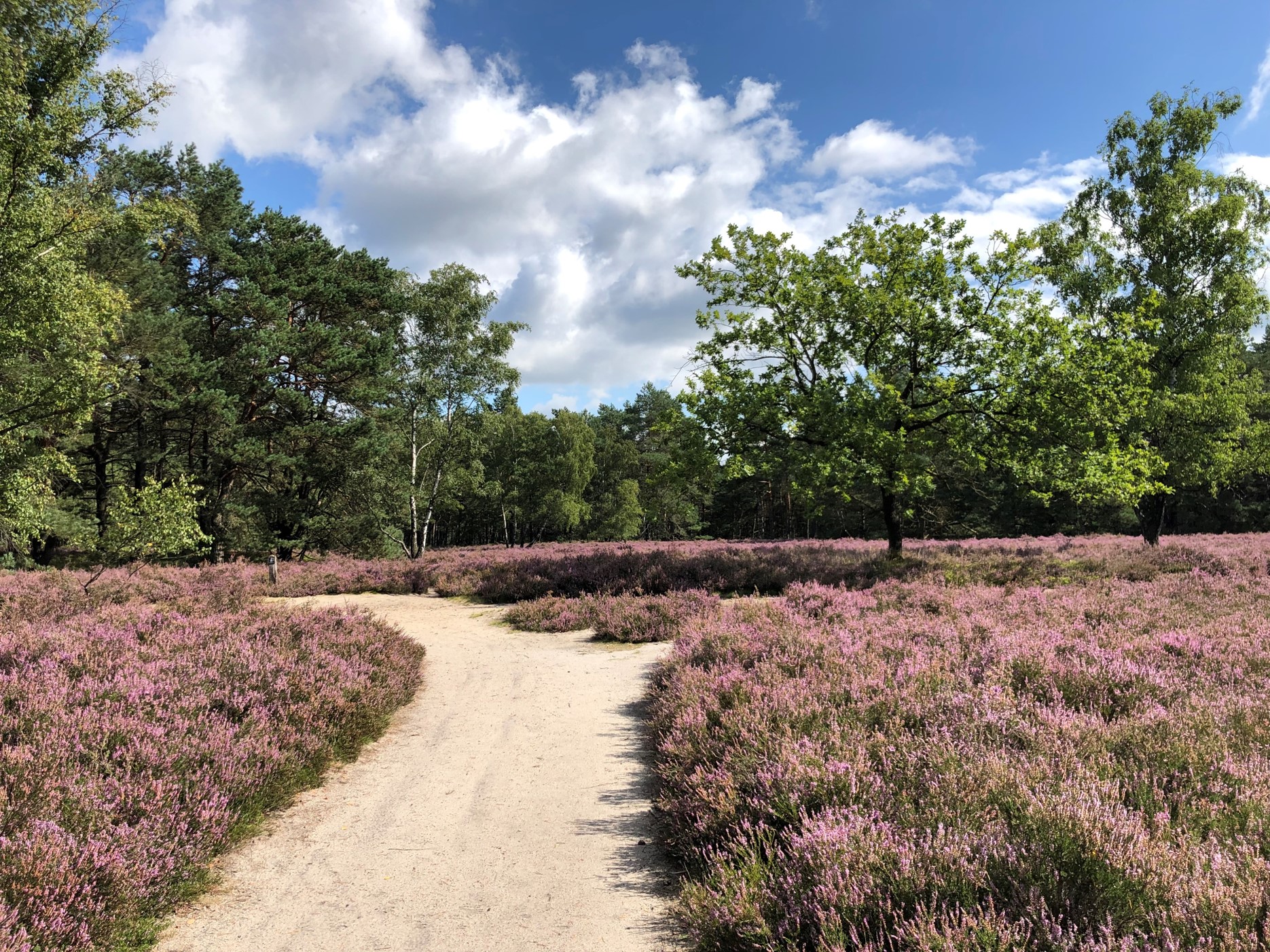 Fischbeker Heide