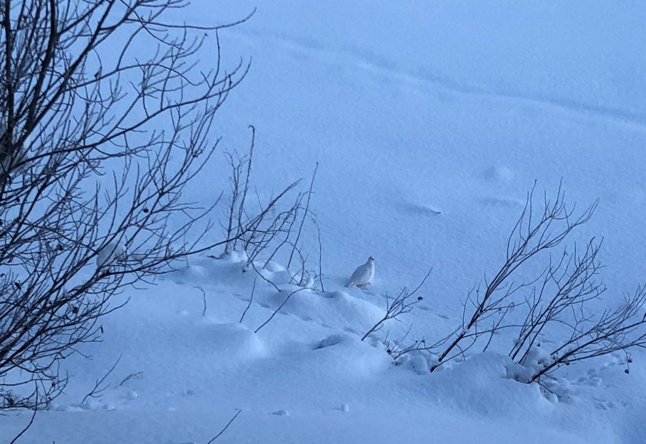 Birkhühner und Schneehuhn in Südlappland