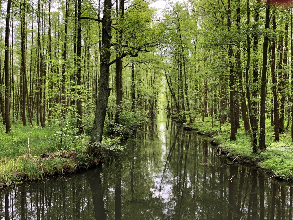Spreewald