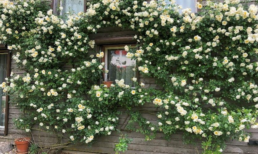 Rosenschnittkurs