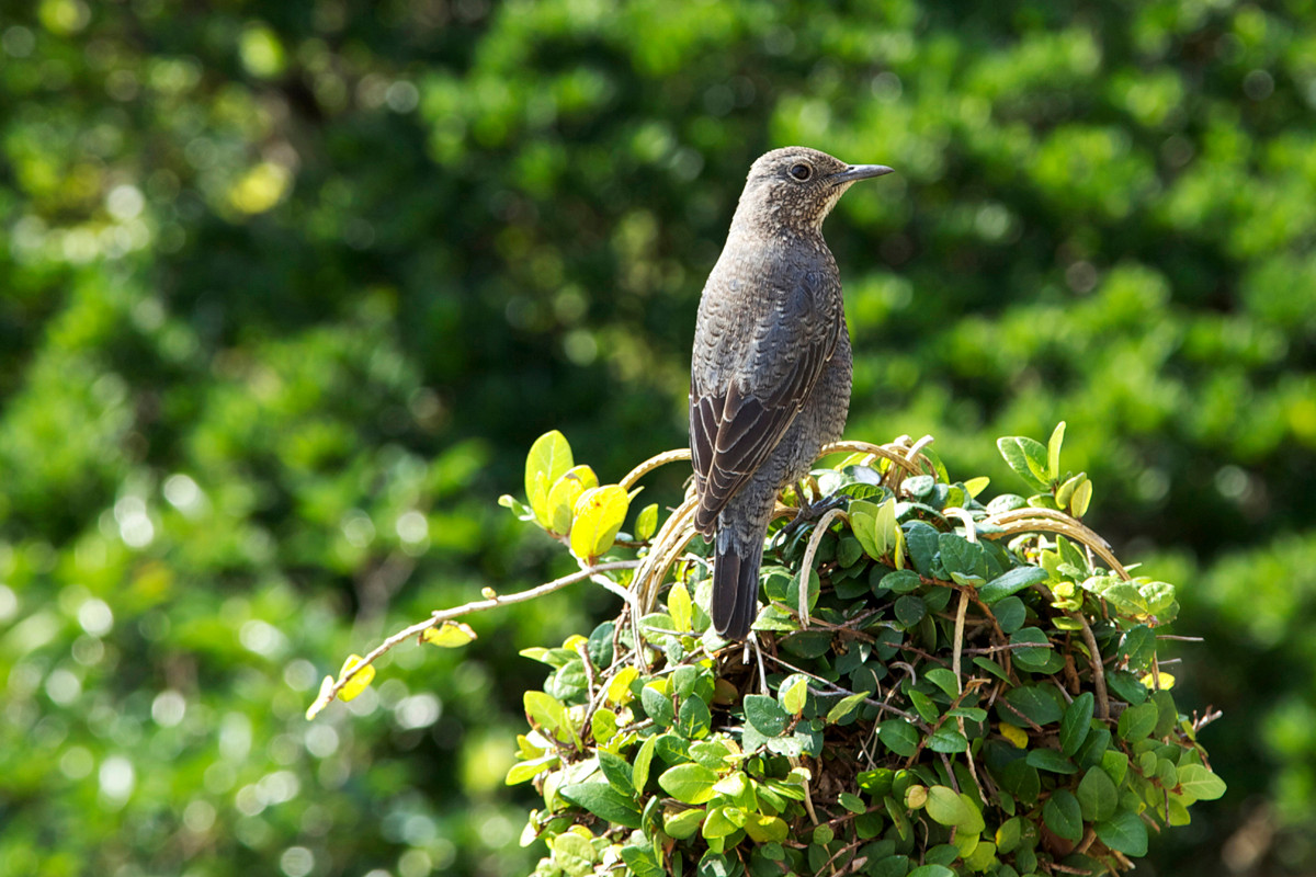 沖縄写真　イソヒヨドリ♀　沖縄の鳥