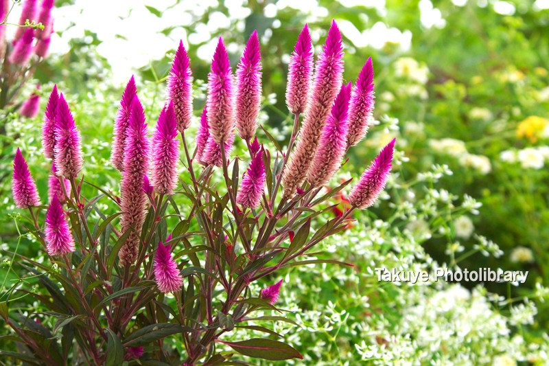 セロシア 首里城 世界遺産 グスク 琉球切手 沖縄の風景の写真素材と情報のタクエ