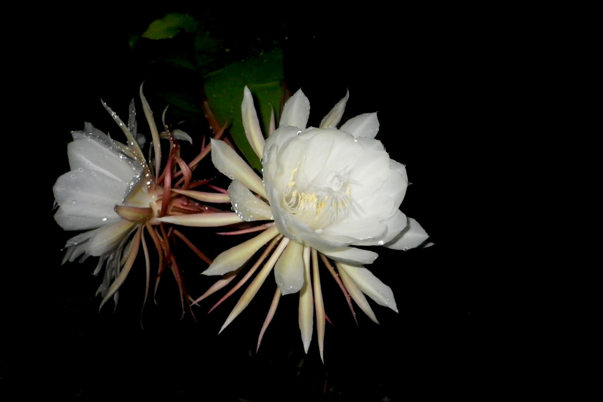 沖縄写真　月下美人　沖縄の花