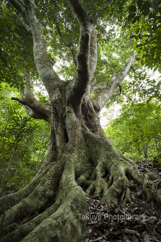 巨大樫の木 - 首里城、世界遺産、グスク、琉球切手、沖縄の風景の写真