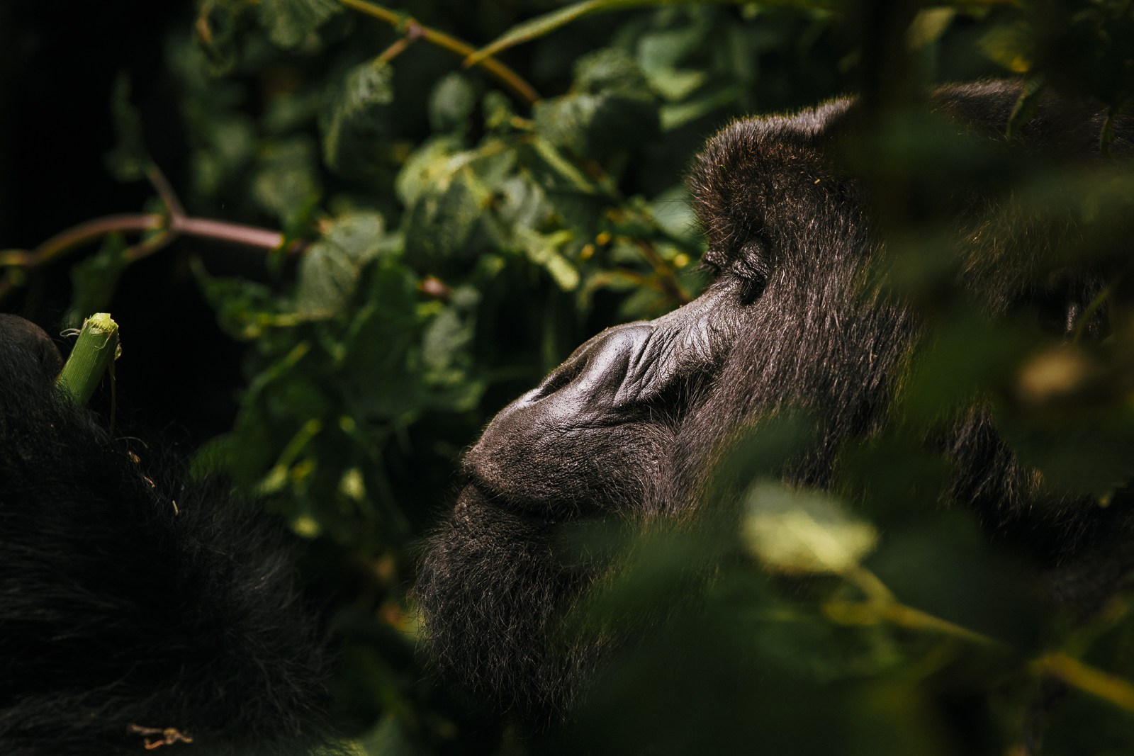 Gorillas fotografieren in Ruanda