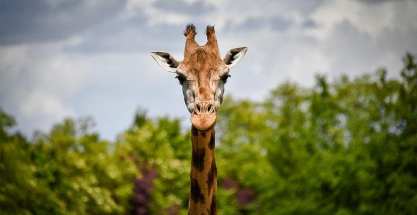 Natur'zoo de Mervent