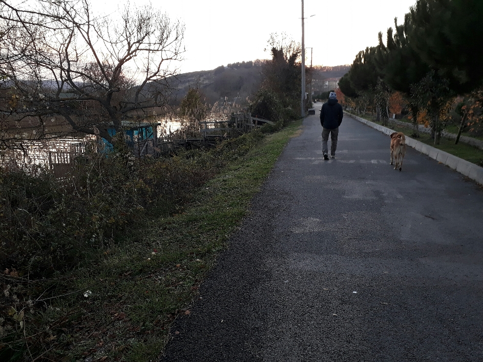 Abendspaziergang mit Mr. Bärlidog