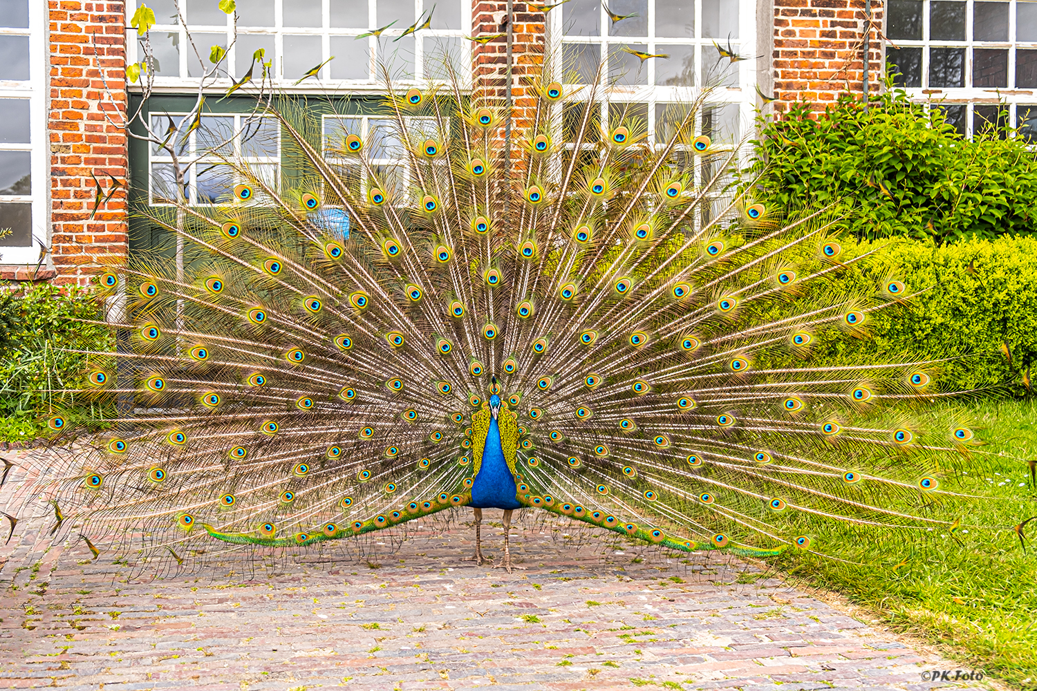 Pfau im Schlosspark Lütetsburg