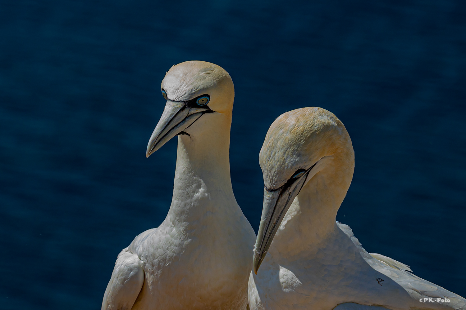 Basstölpel auf Helgoland im Juni 2019