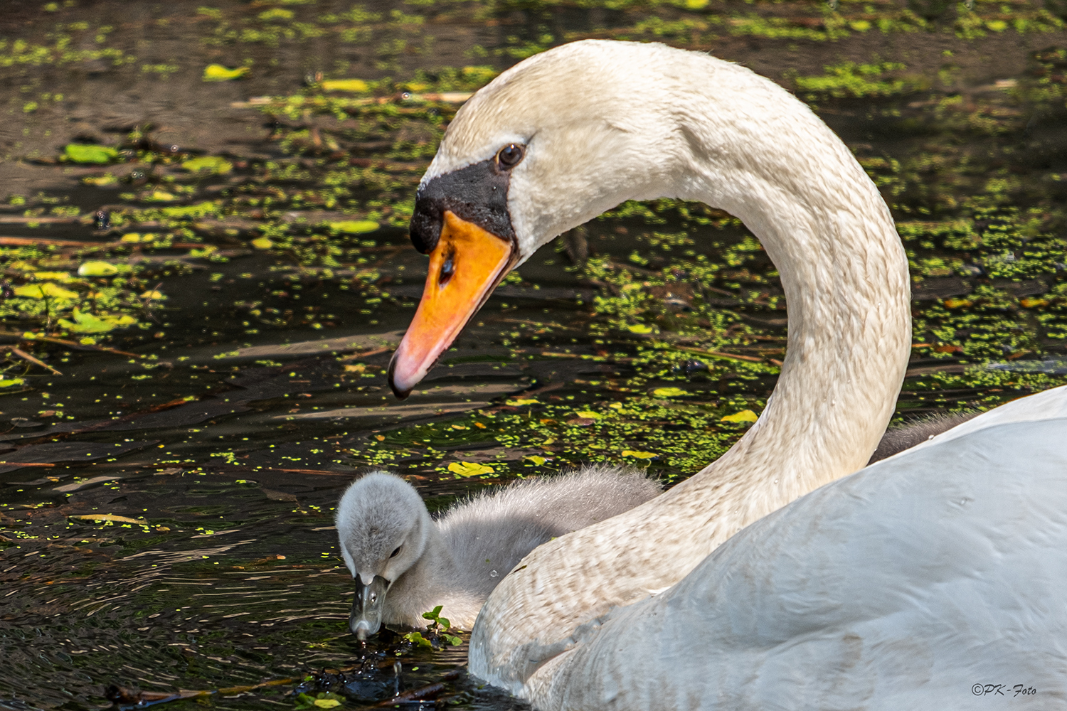 Höckerschwan mit Nachwuchs