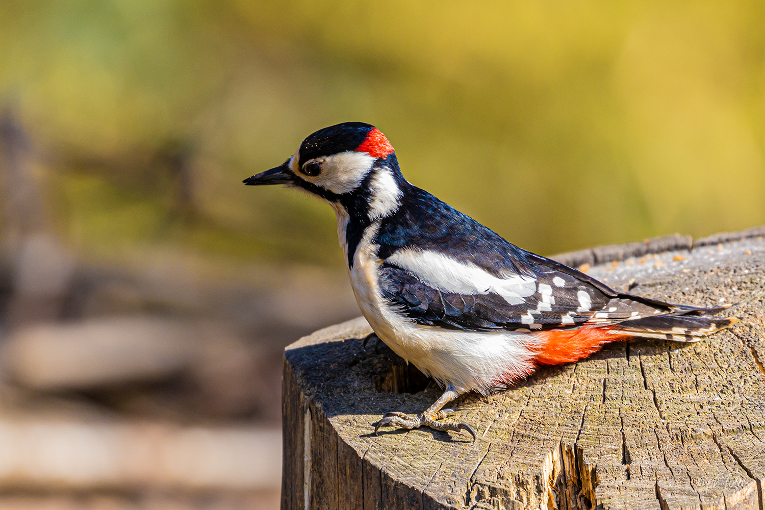 Buntspecht im Rombergpark Dortmund