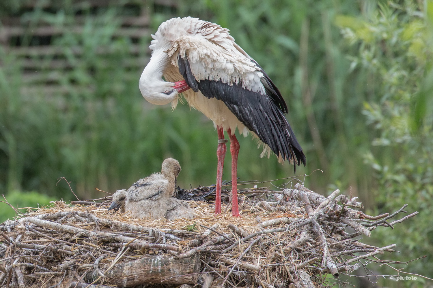 Storch mit Nachwuchs