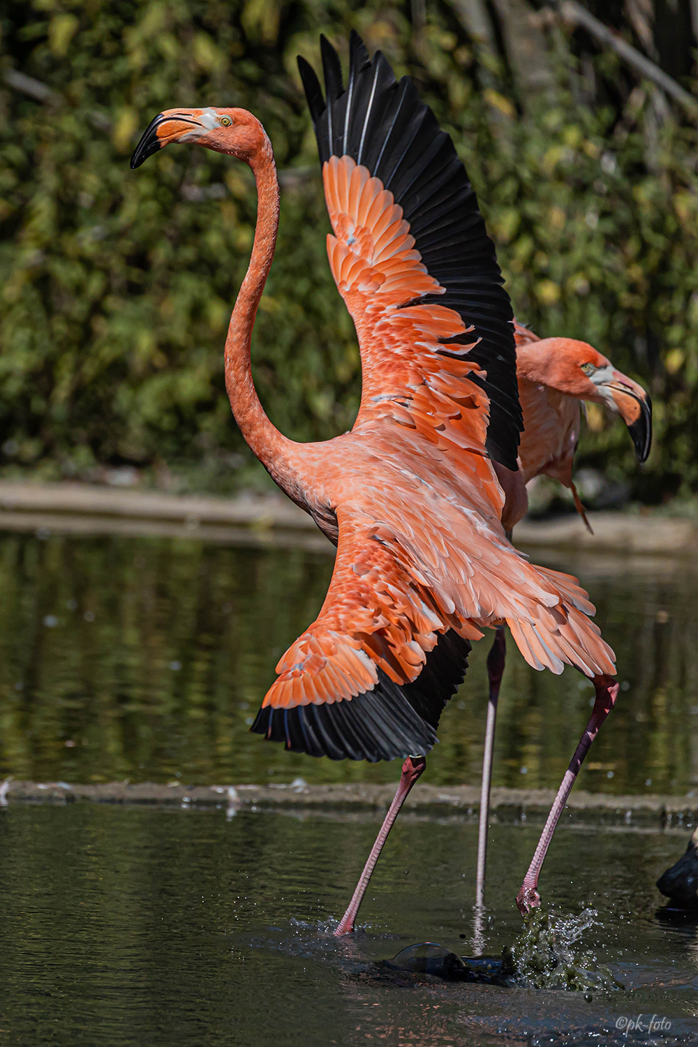 Flamingo im Krefelder Zoo