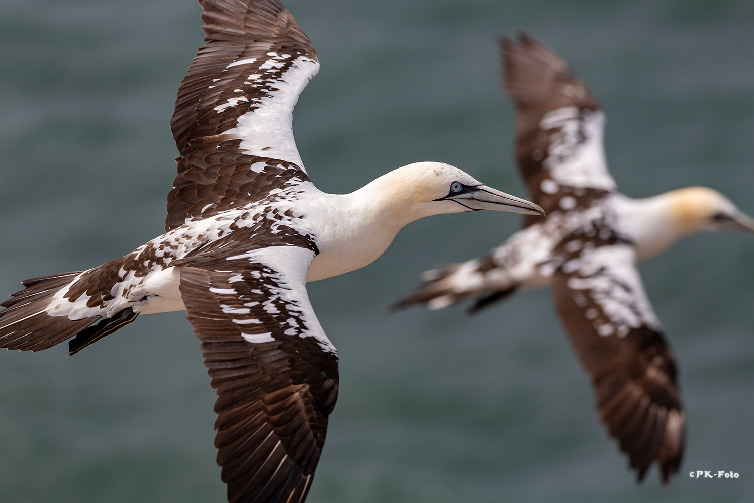 Basstölpel auf Helgoland