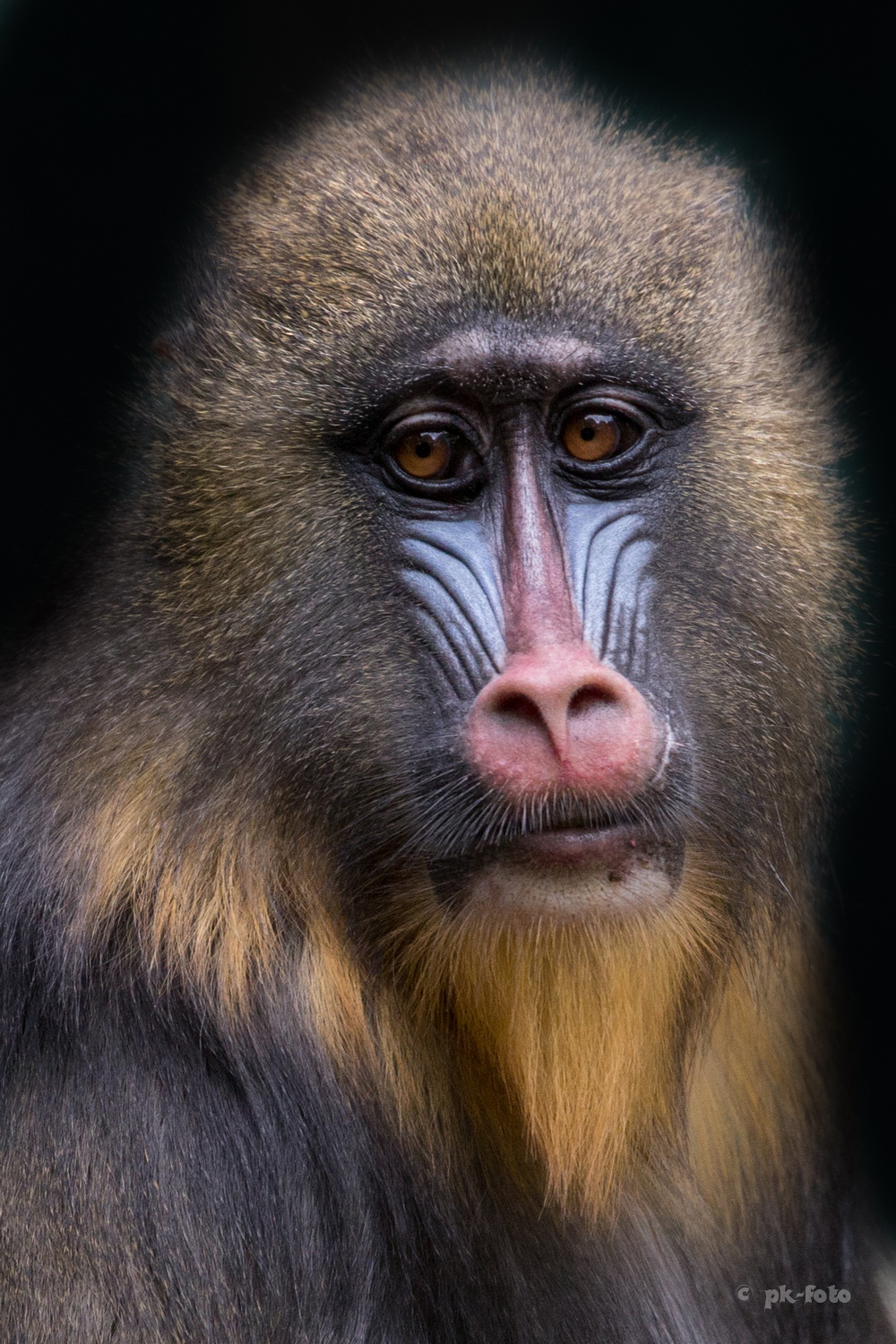 Mandrill